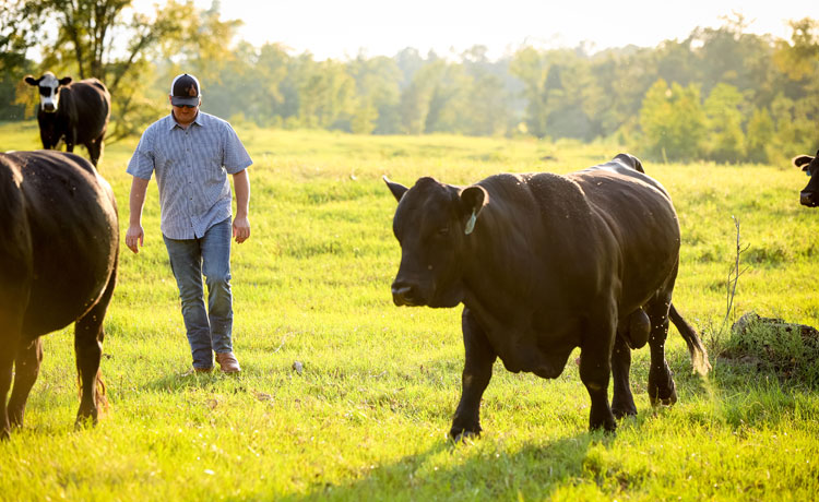 A man wearing a ballcap, jeans, and a button-down t-shirt walking through a green pasture with black cattle.